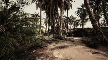 sunset in the desert above the oasis with palm trees and sand dunes photo