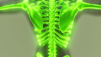 sistema esquelético humano en cuerpo transparente foto