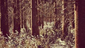 bright sunny pine forest in the snow photo