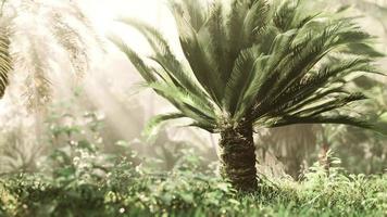 misty rainforest and bright sun beams through trees branches photo