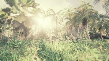 light ray in a Jungle rainforest photo