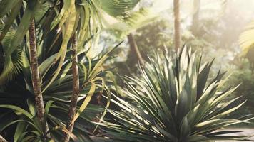 misty rainforest and bright sun beams through trees branches photo