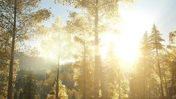 sol brillando a través de los pinos en el bosque de montaña foto