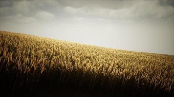 Dark stormy clouds over wheat field photo