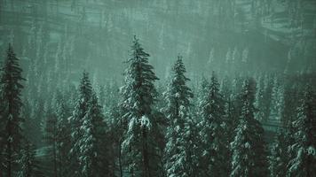 8k winter snow covered cone trees on mountainside photo