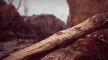 dry dead tree branches and mountain ridge photo