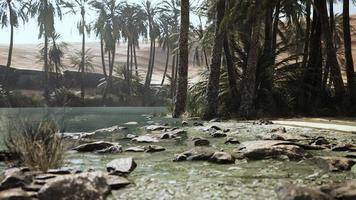Pond and palm trees in desert oasis photo