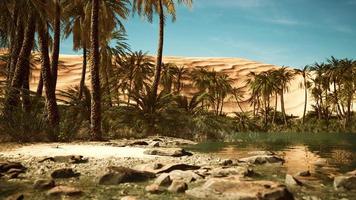 Green oasis with pond in Sahara desert photo