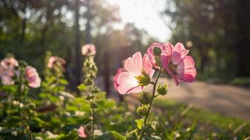 Hollyhock grows in the garden. The sun shines on the flowers in the evening. photo