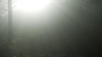 Forest in Autumn Morning Mist photo