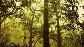 summer forest with deep fog photo