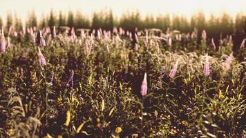 hermosa pradera de verano con flores silvestres en la hierba contra la mañana del amanecer foto