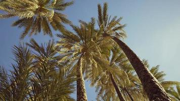 view of the palm trees passing by under blue skies photo