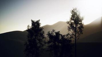 Carpatian mountains fog and mist at the pine forest photo