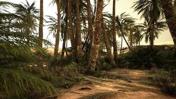 puesta de sol en el desierto sobre el oasis con palmeras y dunas de arena foto