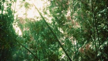 bamboo forest with sunny in morning photo