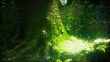 bosque de paisaje salvaje con árboles y musgo en las rocas foto