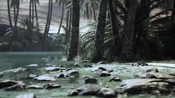 Pond and palm trees in desert oasis photo