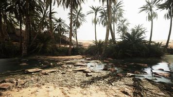 Pond and palm trees in desert oasis photo