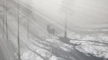 orgulloso macho de ciervo noble en el bosque de nieve de invierno foto