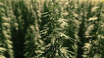 Field of industrial hemp cannabis in the evening sun photo