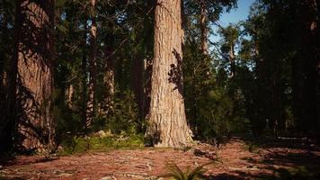 Sequoia redwood trees in the sequoia national park forest photo