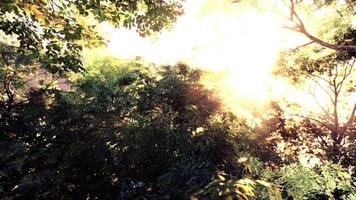 Sunbeams pour through trees in misty forest photo