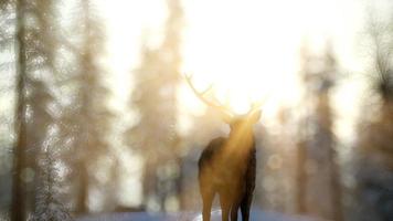 Proud Noble Deer Male in Winter Snow Forest photo