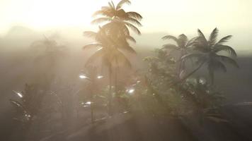 Coco palm trees tropical landscape photo