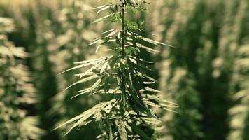 green technical marihuana cannabis field photo