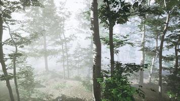 luz del sol en el bosque de niebla de hadas foto