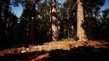 famous Sequoia park and giant sequoia tree at sunset photo