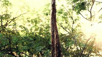 misty rainforest and bright sun beams through trees branches photo