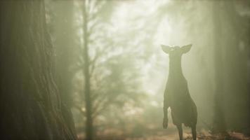 extreme slow motion deer jump in pine forest photo