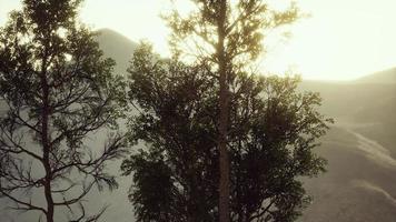 Carpatian mountains fog and mist at the pine forest photo