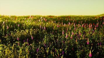 Spring meadow with flowers on sunset photo