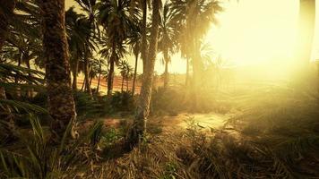 puesta de sol en el desierto sobre el oasis con palmeras y dunas de arena foto