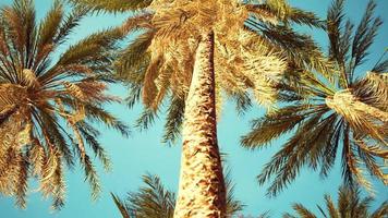 Exotic tropical palm trees at summer view from bottom up to the sky photo