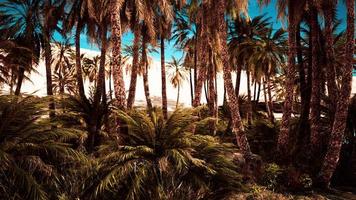 palm trees and the sand dunes in Oasis photo