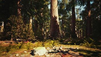 Giant Sequoias in the Sequoia National Park in California USA photo