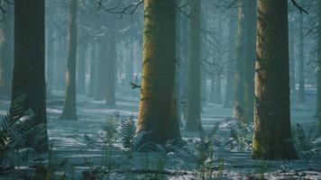 impresionante vista de la niebla y la luz del sol después de las heladas en el bosque de pinos foto