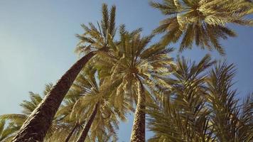 vista de las palmeras que pasan bajo un cielo azul foto