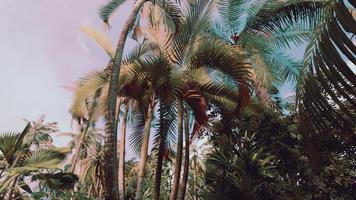 tropical palms and plants at sunny day photo