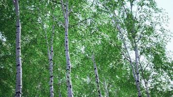 white birch trees in the forest in summer photo