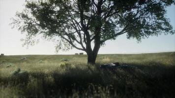 Large tree in the open savanna plains of Etosha national park in Namibia photo