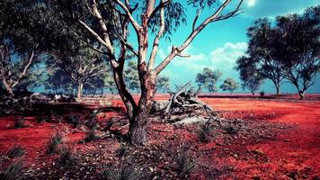 acacias trees in the landscape of Tanzania with clouds in the sky photo