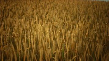 Ripe yellow rye field under beautiful summer sunset sky with clouds photo