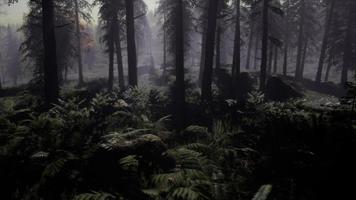 8k misty carpathian spruce forest at night photo