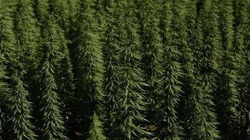 green canabis on marihuana field farm photo