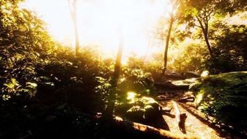 hyperlapse timelapse of beautiful tropical jungle photo